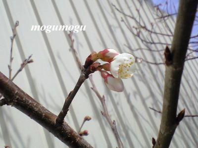 さくらんぼの花