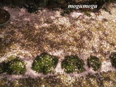 桜の絨毯1