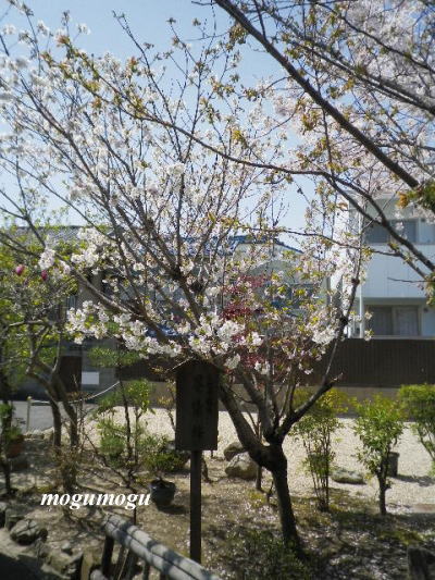 墨染桜1