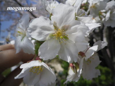 墨染桜2