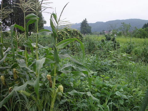 雑草だらけの畑