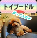 toypoodle88_31_rainbow_2-vert.jpg