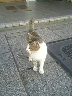 こねこ