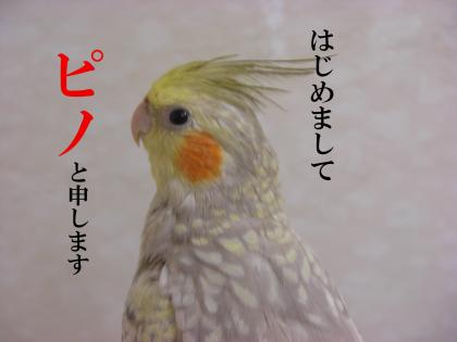 ピノです