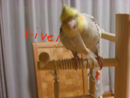 動くピノ1