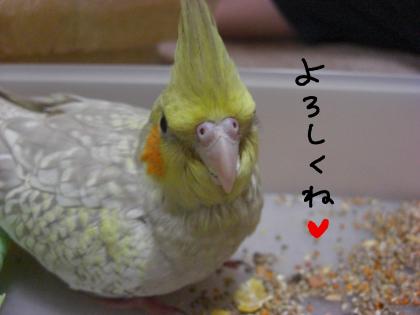 よろしくね