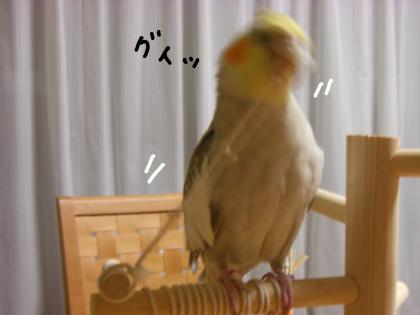pino引っ張る