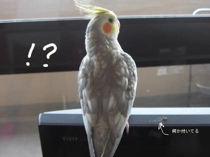 パール2