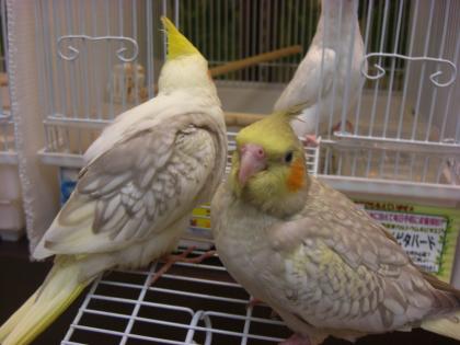 ピノとの出会い1