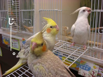 ピノとの出会い2