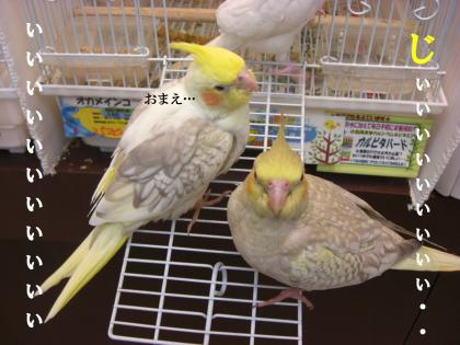 ピノとの出会い3