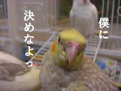 ピノとの出会い4