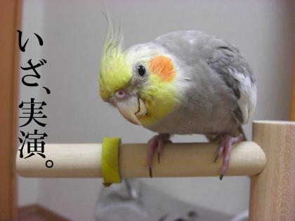 いざ、実演!