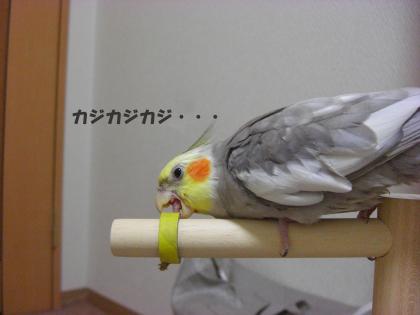 カジカジカジ…