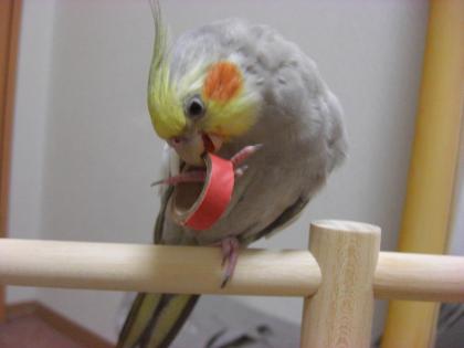 ベーグルで遊ぶピノ