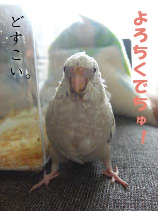 どすこいロコ