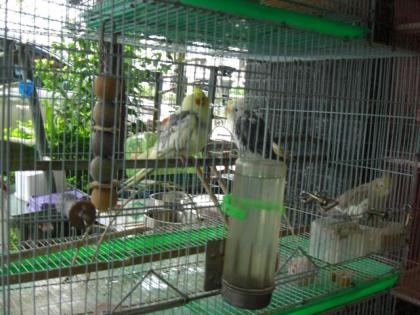 鳥街のオカメインコ1