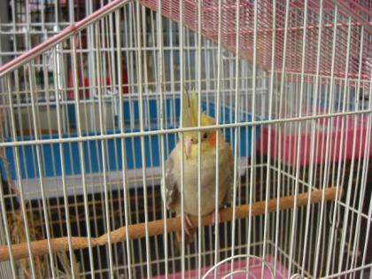 鳥街のオカメインコ2