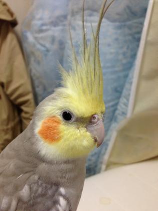 ピノの冠羽