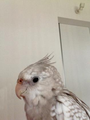 ロコの冠羽
