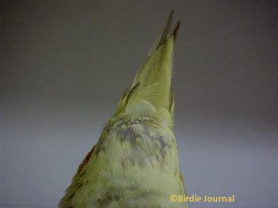 クゥの後姿