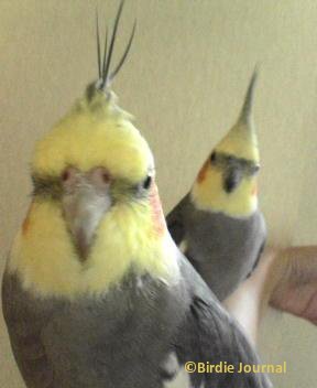 クロ&チビ冠羽