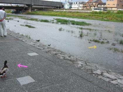 雛を見守る鴨の父