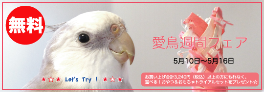 愛鳥フェア