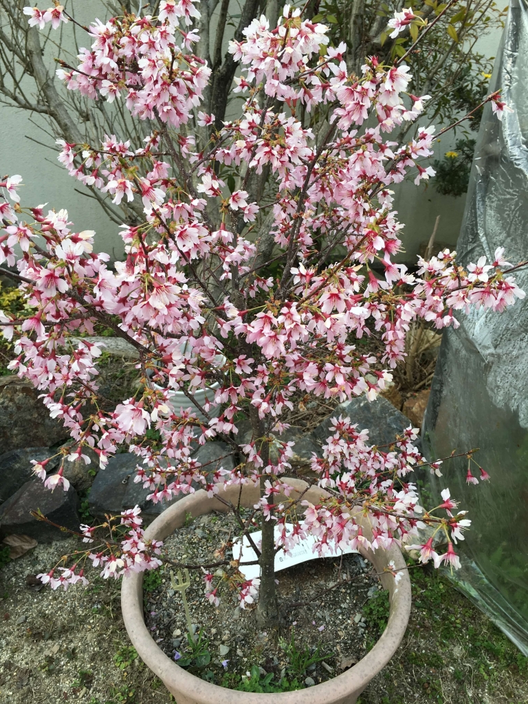 オカメ桜1
