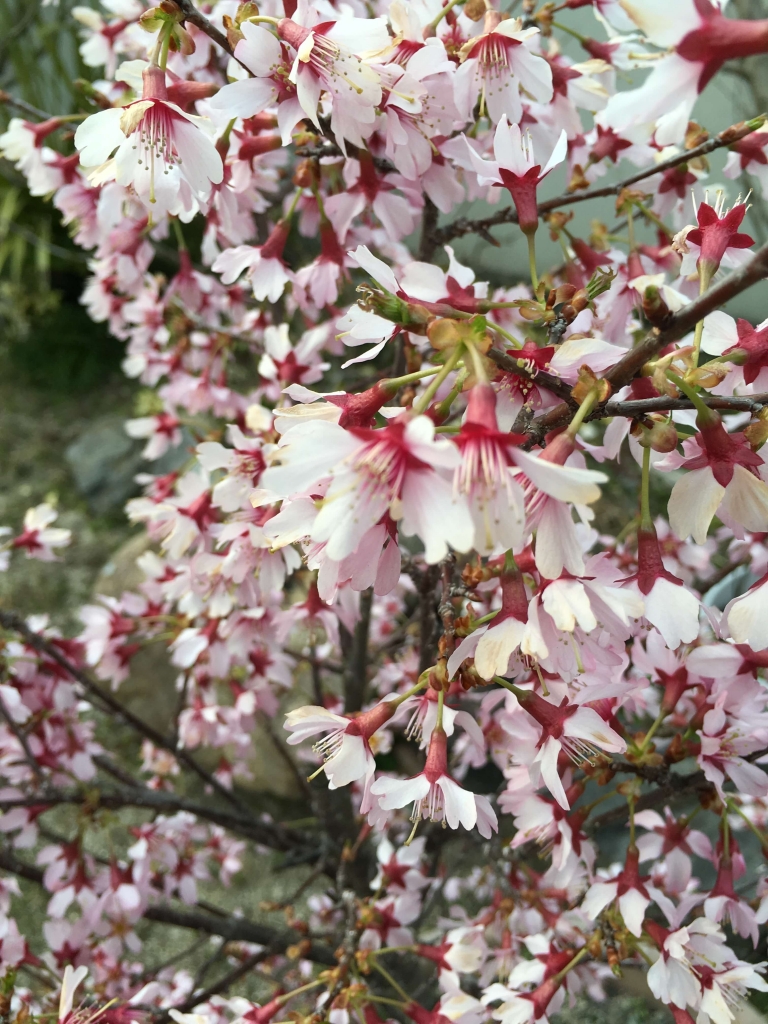 オカメ桜2