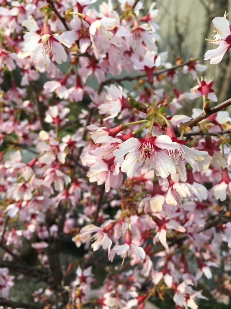 おかめ桜3