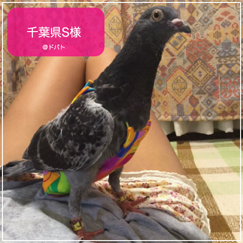 ハトさんのためのオムツ！鳩専用フライトスーツ | Birdie Journal