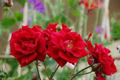 薔薇