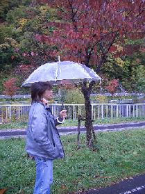 たんぽぽ博士紅葉を語る