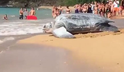 オサガメ