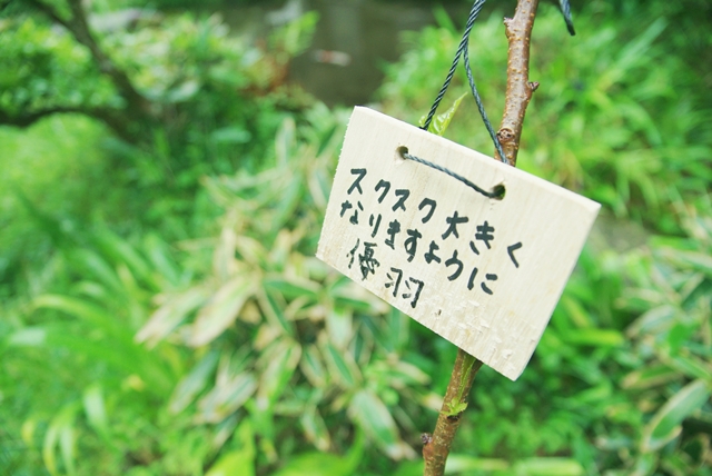 植樹