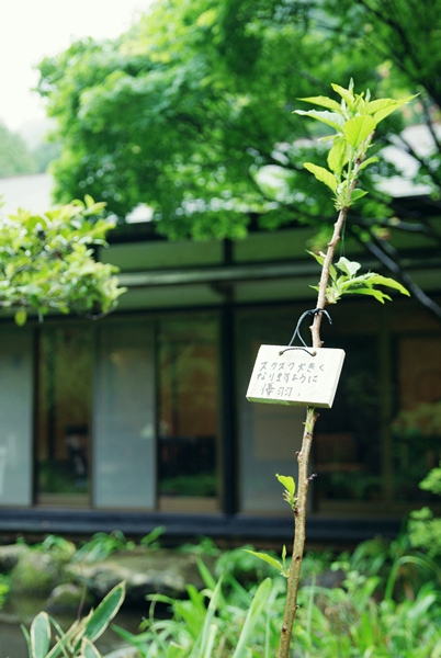 植樹2