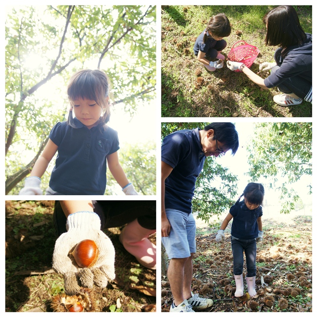 栗拾い2012a9