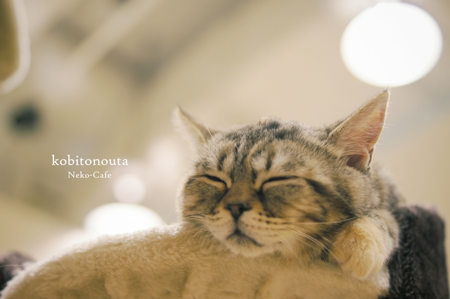 ねこカフェa1