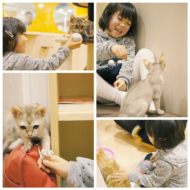 ねこカフェa2