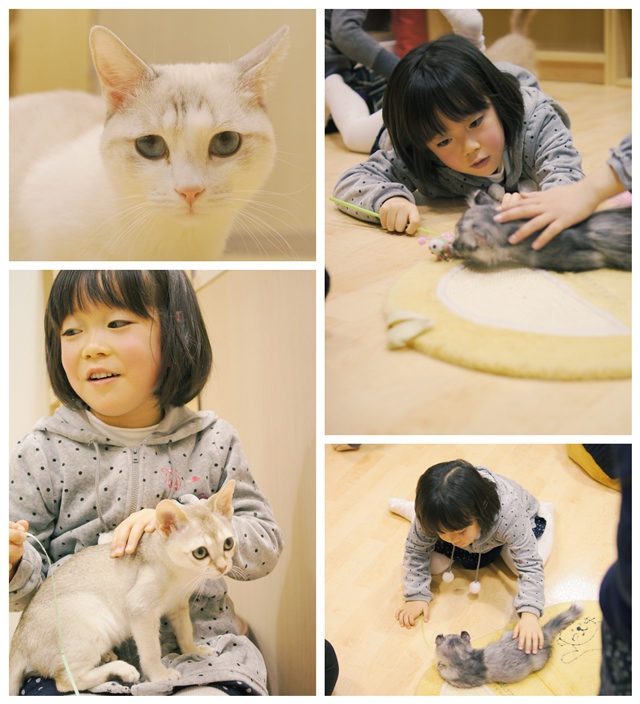 ねこカフェa3