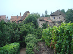 alsace228