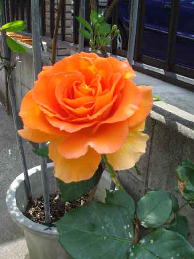 anne