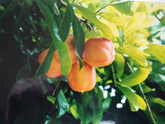 jamaica6