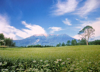 kaida