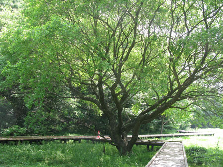 sizen2