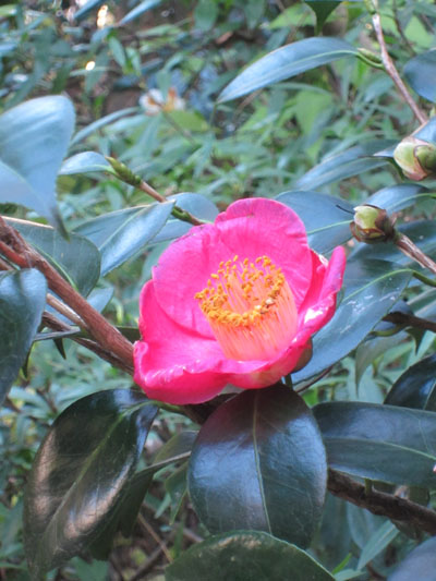 hana1