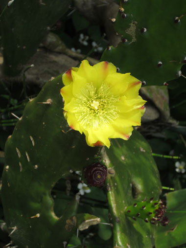 sabotenn