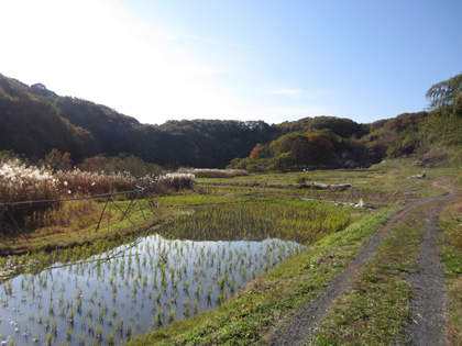 onoji