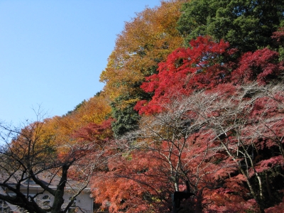 kouyou